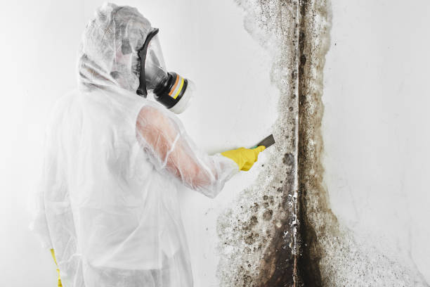 Attic Mold Removal in Apache Junction, AZ